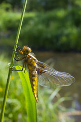 Libellula depressa (female) - dragonfly (Broad-bodied chaser) sitting on a grass