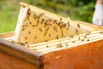 Wabenrahmen eines Bienenstocks