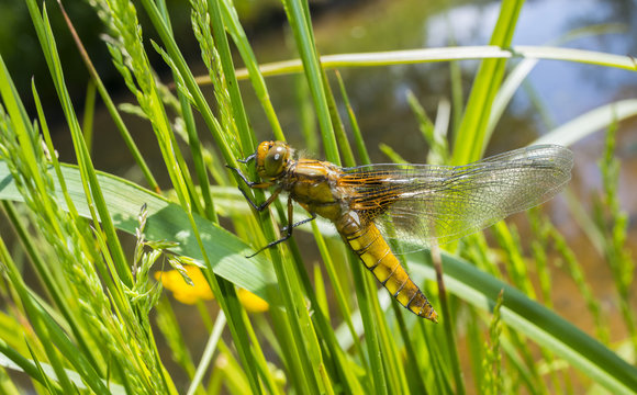 Libellula depressa (female) - dragonfly (Broad-bodied chaser) sitting on a grass