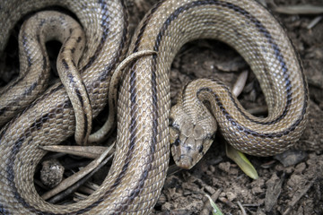 Rhinechis scalaris, called also stairs Snake, Spain