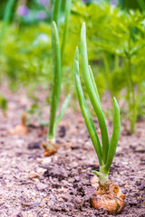 Zwiebeln im Wachstum auf einem Feld