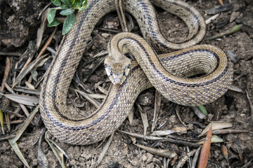 Rhinechis scalaris, called also stairs Snake, Spain