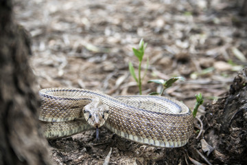 Rhinechis scalaris, called also stairs Snake, Spain