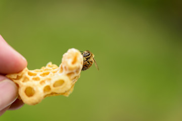 Honigwabe aus Wildbau mit Biene