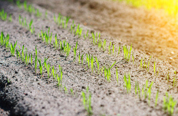 Young green seedlings in the garden.