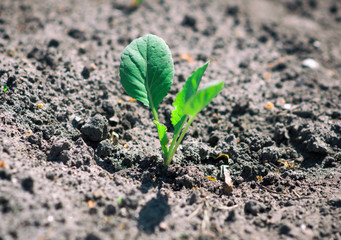 Lonely seedling of cabbage in the field.