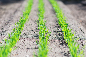 Young green seedlings in the garden.