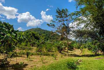 Garden design with wood in Thai style