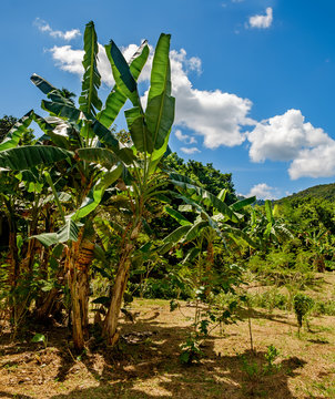 Palm plant tree.Musa acuminata banana