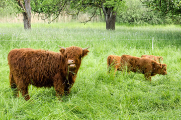 Young Scottish Highland Cows