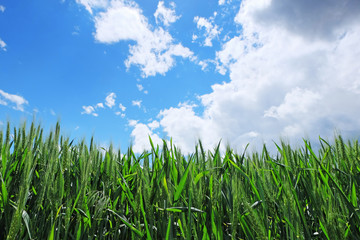 Obraz premium Wheat field with stormy sky