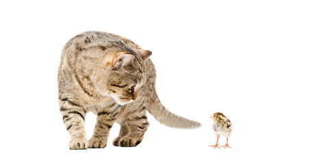 Cat and quail together isolated on white background