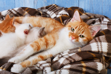Fototapeta na wymiar Cat nursing her little kittens at plaid blanket
