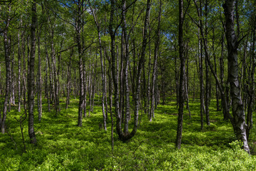 Birch tree forest in spring at a marsh