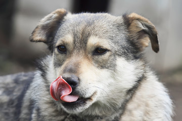 cute dog stuck out his long tongue and licks your nose