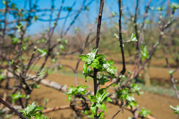 Orchard of young apple trees in early spring