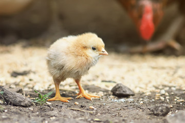 funny cute redhead chick stands in the middle of grains and stones on the farm