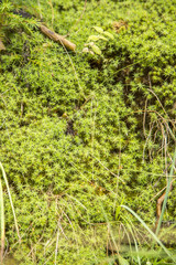 Bright green plants on ground
