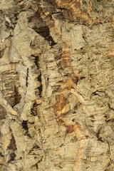 Textured background of cork bark