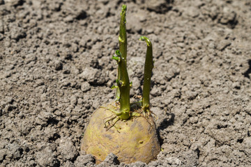 sprouted potatoes are ready for planting closeup