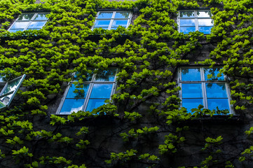 Fototapeta na wymiar Wall with ivy and several Windows on it
