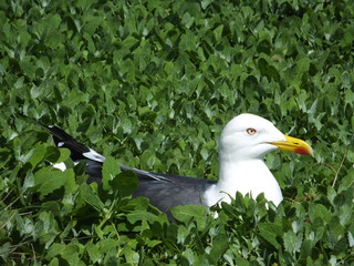 Lesser Black backed gull on nest
