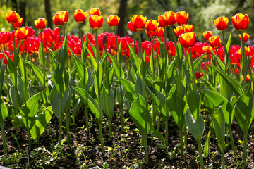 Colorful blossing tulips in public park