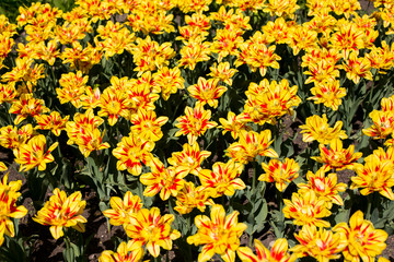 Colorful blossing yellow tulips in public park