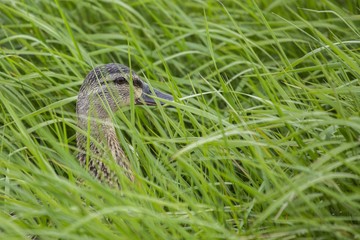 Female Mallard (Anas platyrhynchos)