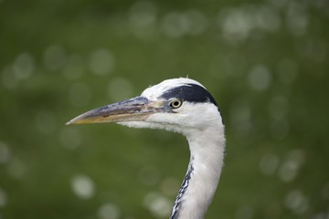 Grey Heron (Ardea cinerea)