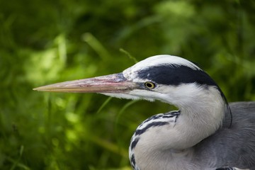 Grey Heron (Ardea cinerea)