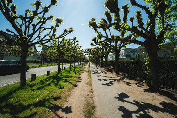 Alley in the resort area on the Baltic sea