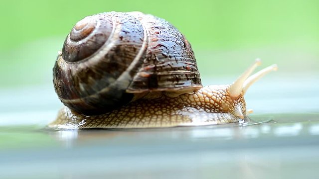 Snail on nice spring rainy day