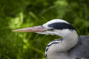 Grey Heron (Ardea cinerea)