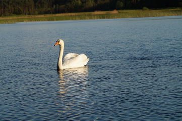 Łabędź na jeziorze  © klumb