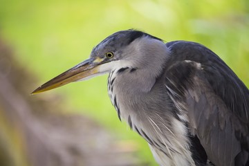 Grey Heron (Ardea cinerea)