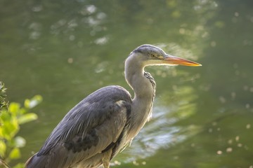 Grey Heron (Ardea cinerea)