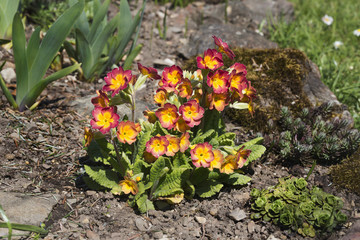 Common cowslip - Primula veris