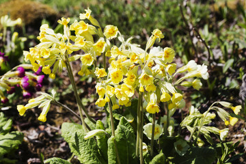 Common cowslip - Primula veris