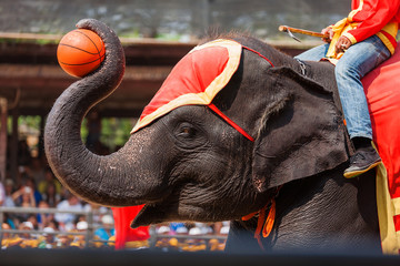 Obraz premium Elephant in decorative uniform with a basketball ball. Elephant show in Thailand.