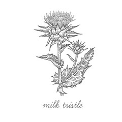 Medical plant Milk thistle.