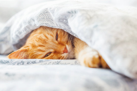 Cute Ginger Cat Lying In Bed Under A Blanket. Fluffy Pet Comfortably Settled To Sleep. Cozy Home Background With Funny Pet.