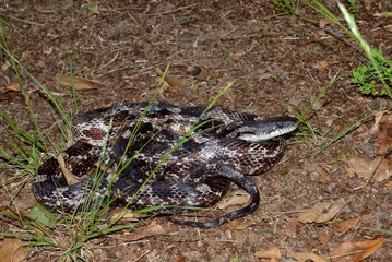 Colorful patterned rat snake in natural outdoor setting