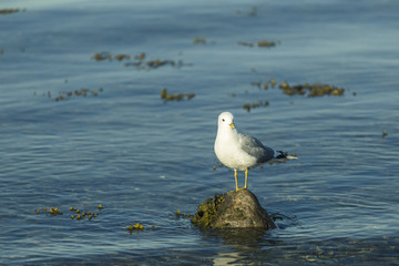 A seagull standing on a stone