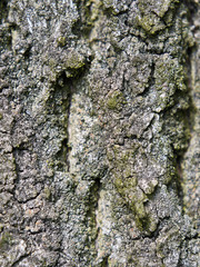 Bark of oak tree in detail