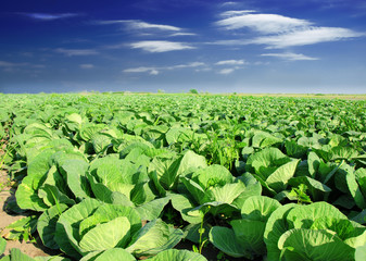 cabbage field