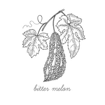 Medical plant Bitter melon.