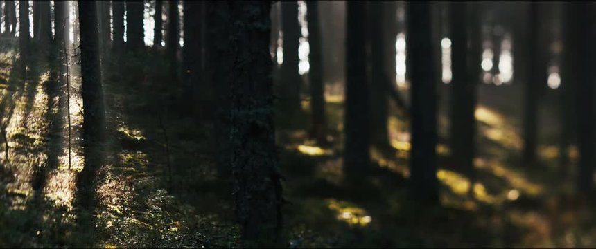misty foggy forest during morning dawn haze 