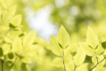 green hornbeam leaves in the forest colorful natural spring background