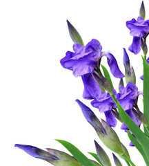 spring flowers  iris isolated on white background. beautiful flo